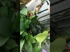 رنگ پودری سیاه بسیار درخشان